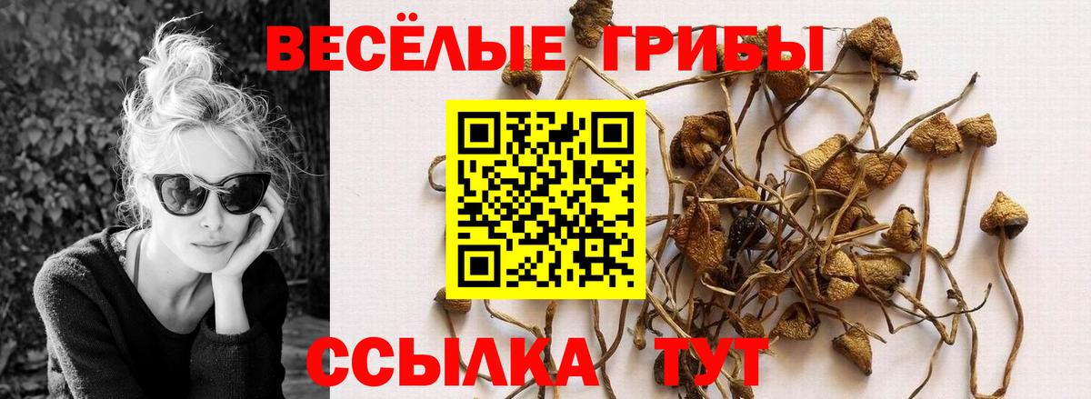Галлюциногенные грибы Psilocybine cubensis  Вход с VPN  наркотики  Скопин 